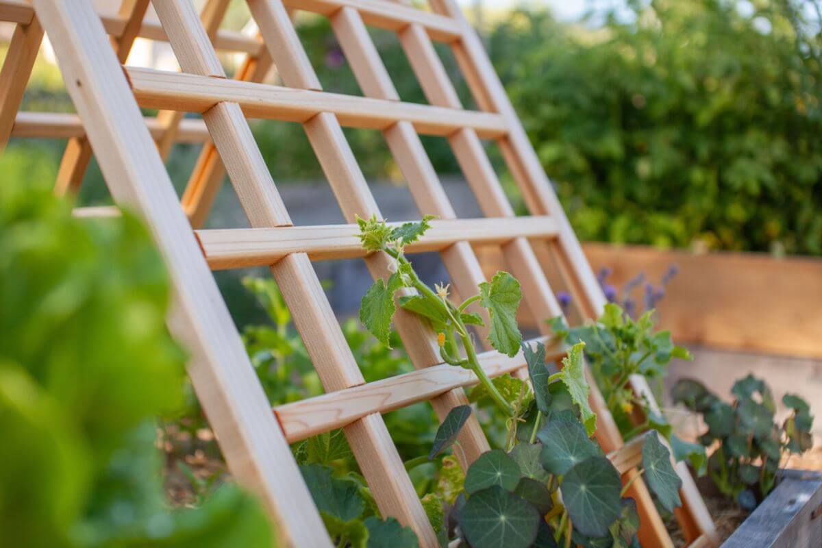 Composite vs. Wood Trellis: Which Is Better in the Philippines?